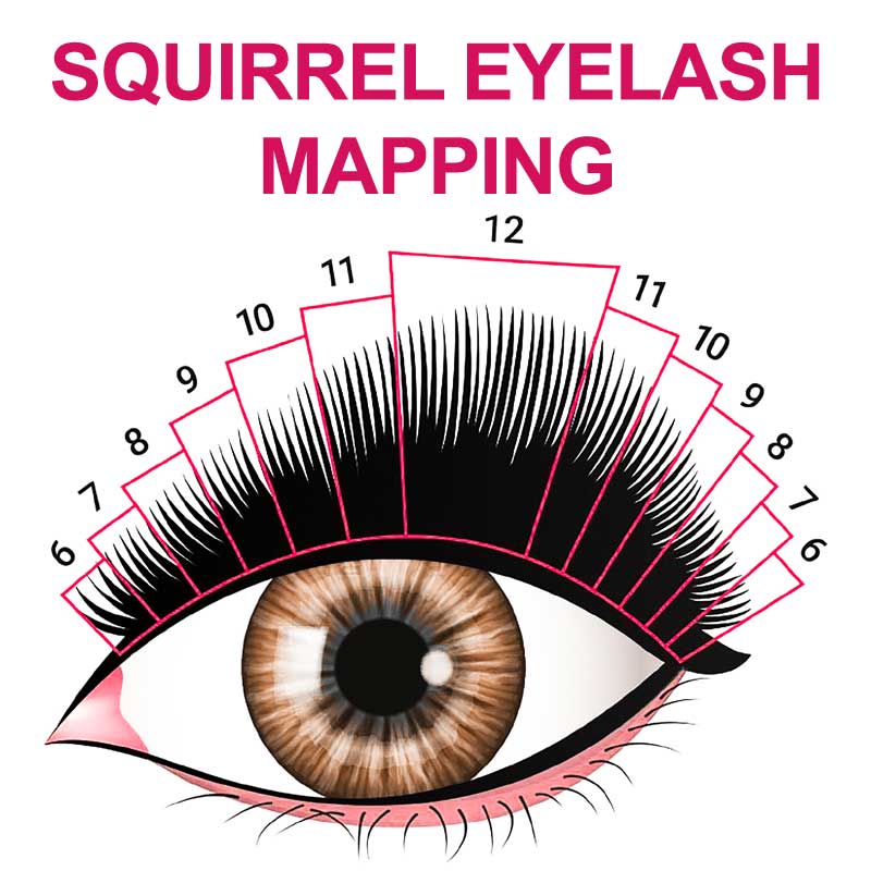 squirrel eyelash mapping