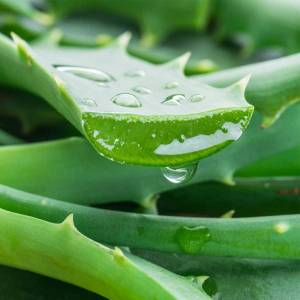 aloe vera